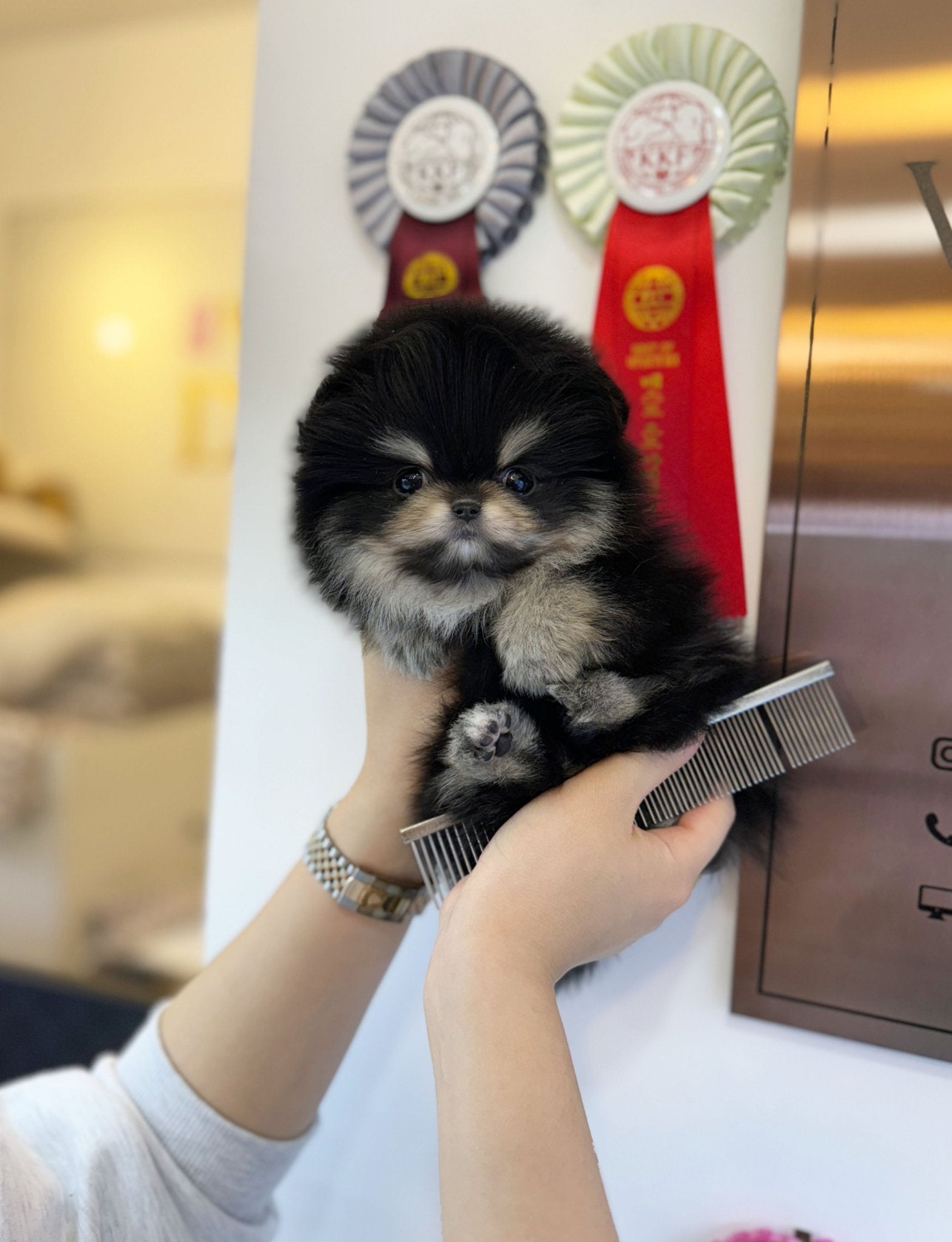 Pomeranian - Gloria(Female) - Beautiful puppy teacup puppy with adorable features available for adoption from Velydog