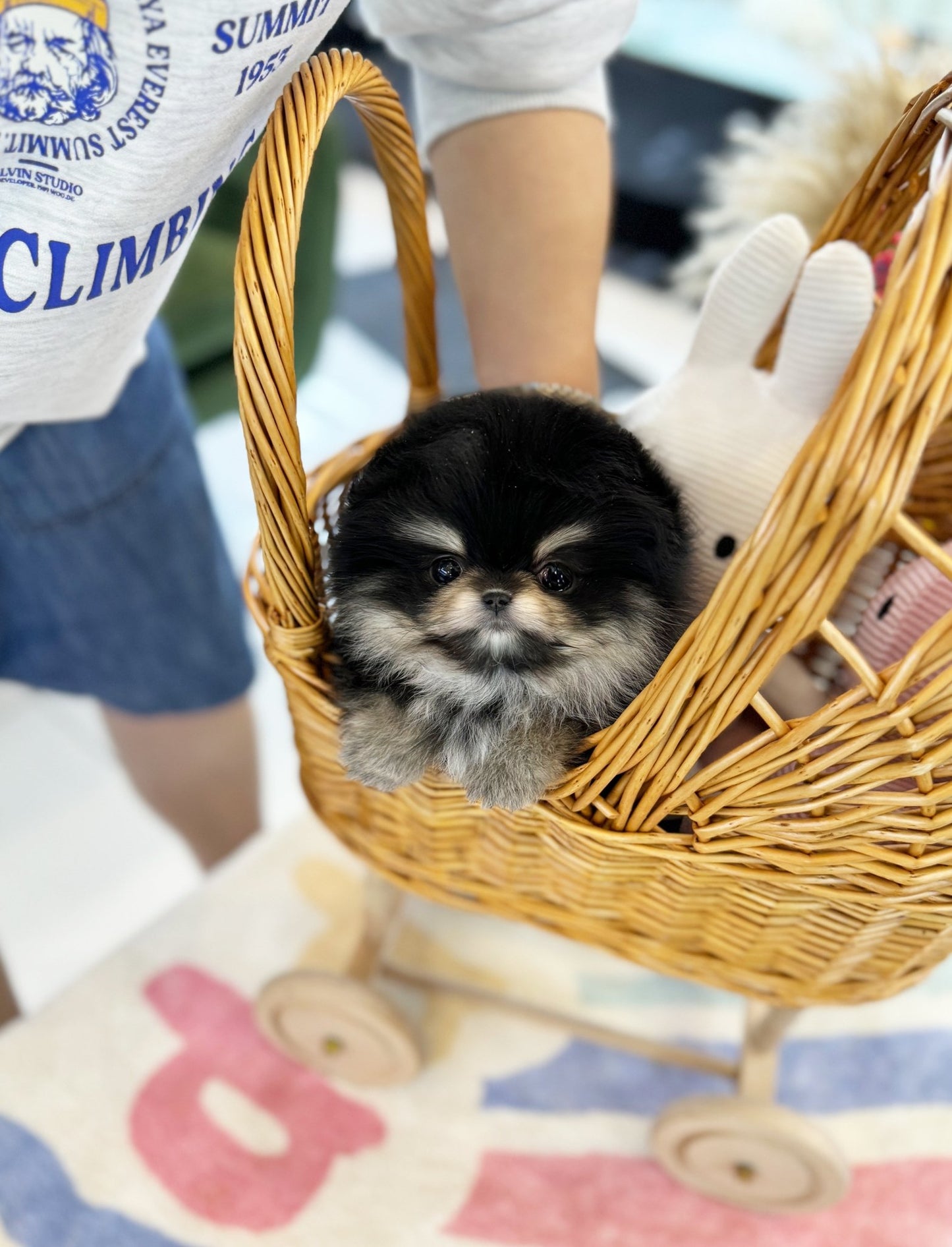 Pomeranian - Gloria(Female) - Beautiful puppy teacup puppy with adorable features available for adoption from Velydog