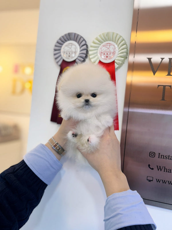 Pomeranian - Grace(Female) - Beautiful puppy teacup puppy with adorable features available for adoption from Velydog