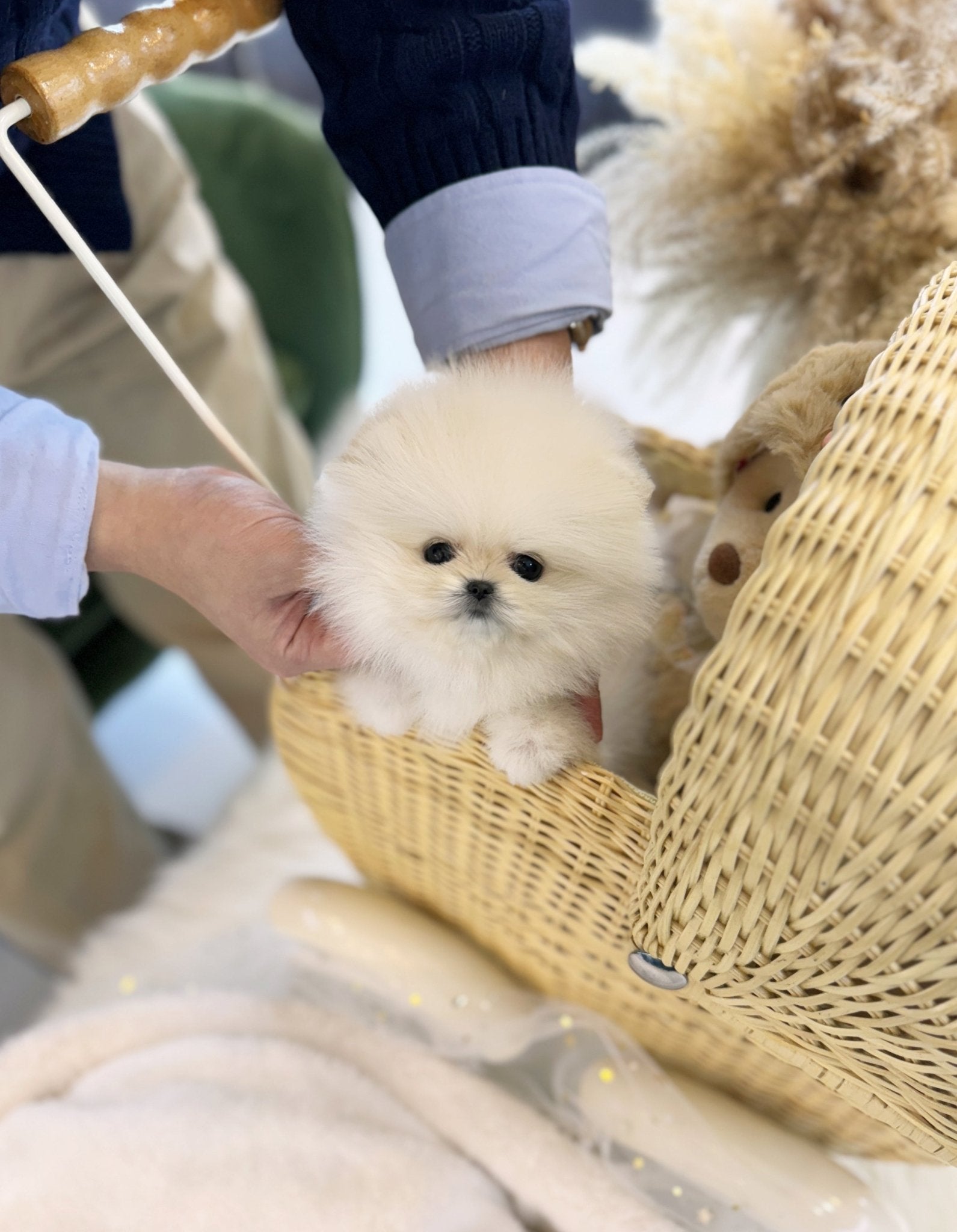 Pomeranian - Grace(Female) - Beautiful puppy teacup puppy with adorable features available for adoption from Velydog