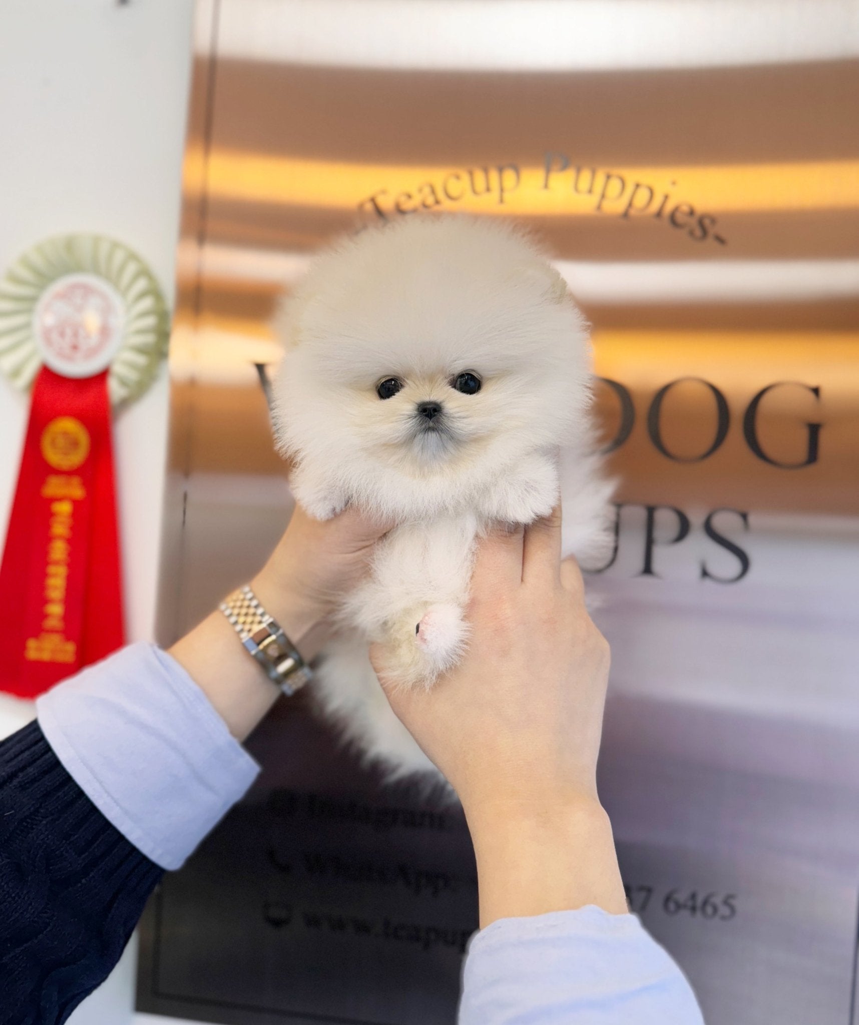 Pomeranian - Grace(Female) - Beautiful puppy teacup puppy with adorable features available for adoption from Velydog