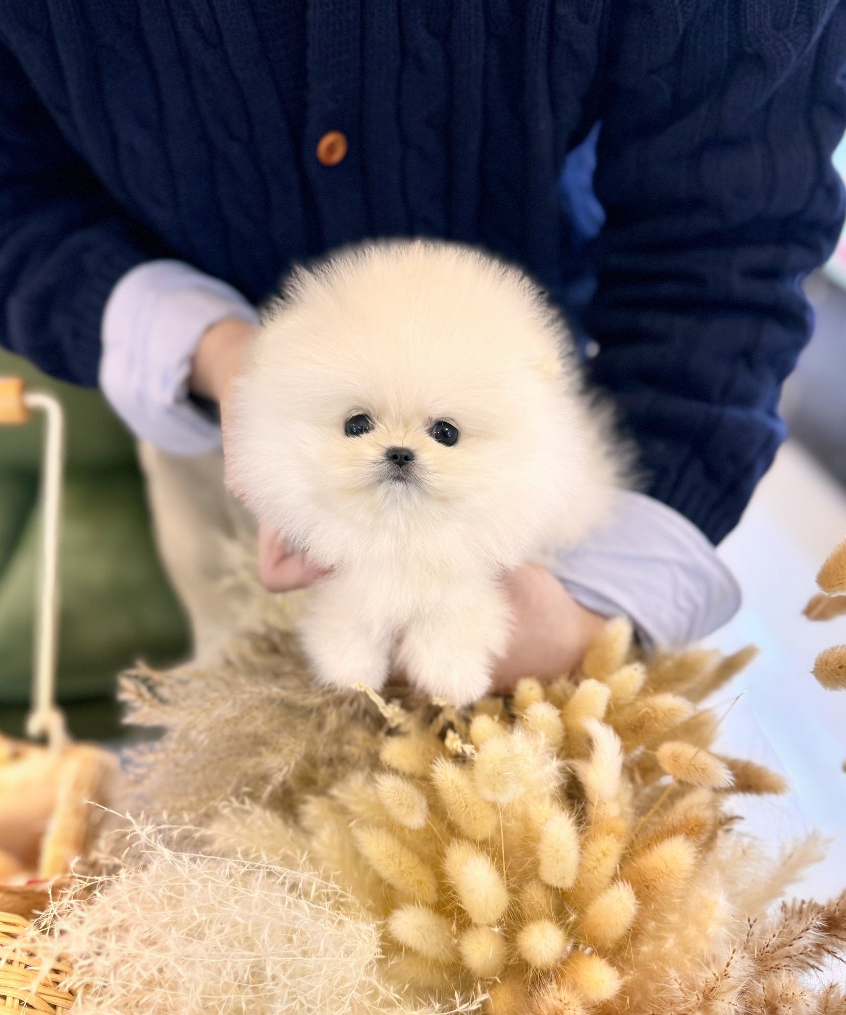 Pomeranian - Grace(Female) - Beautiful puppy teacup puppy with adorable features available for adoption from Velydog