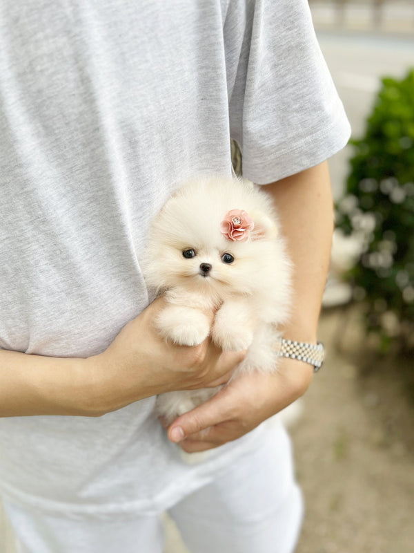 Pomeranian - Hanna - Beautiful puppy teacup puppy with adorable features available for adoption from Velydog