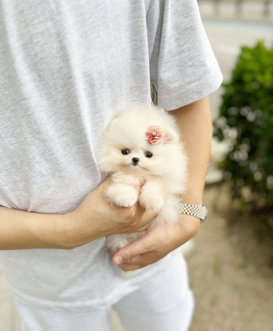 Pomeranian - Hanna - Beautiful puppy teacup puppy with adorable features available for adoption from Velydog