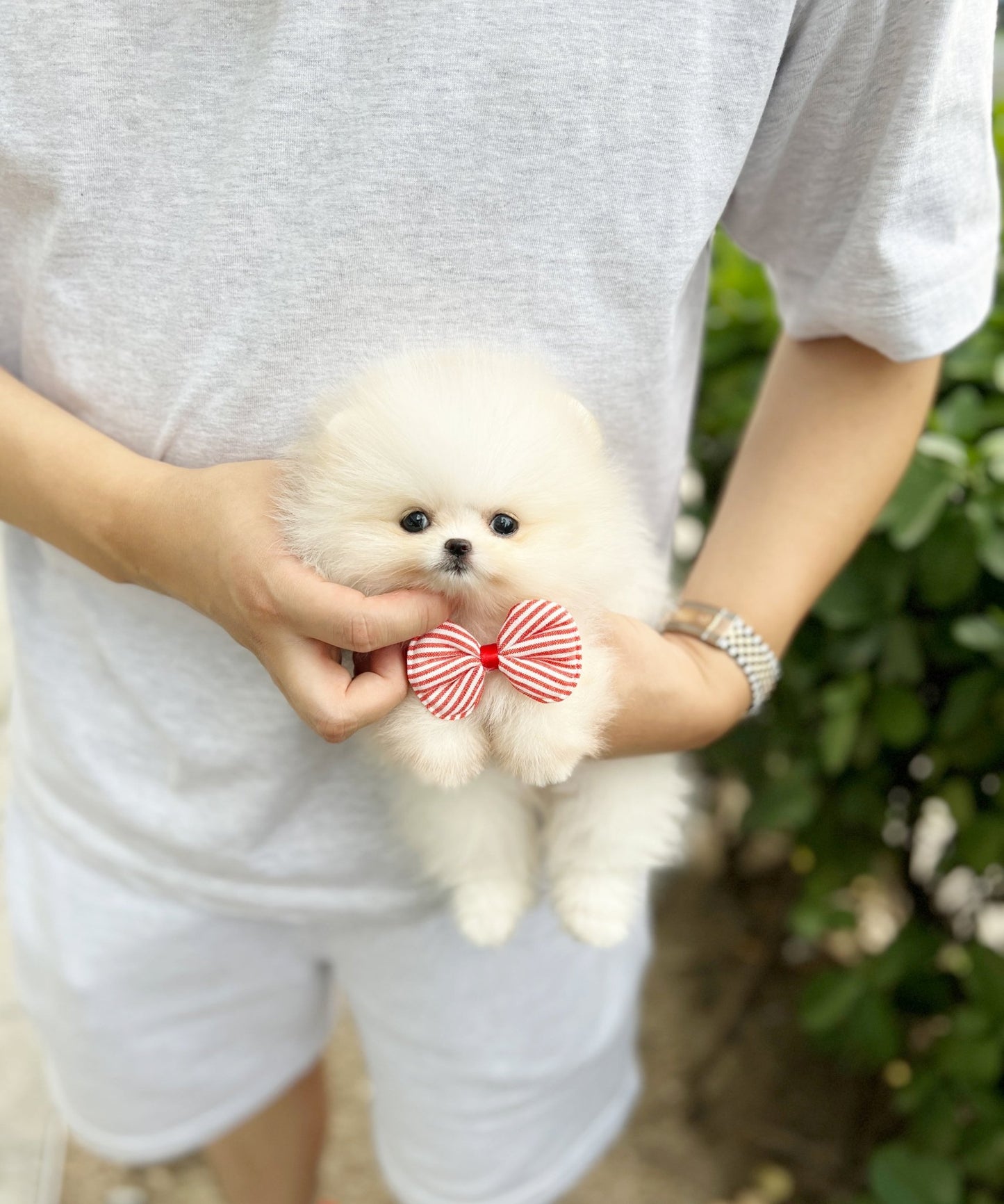 Pomeranian - Hanna - Beautiful puppy teacup puppy with adorable features available for adoption from Velydog