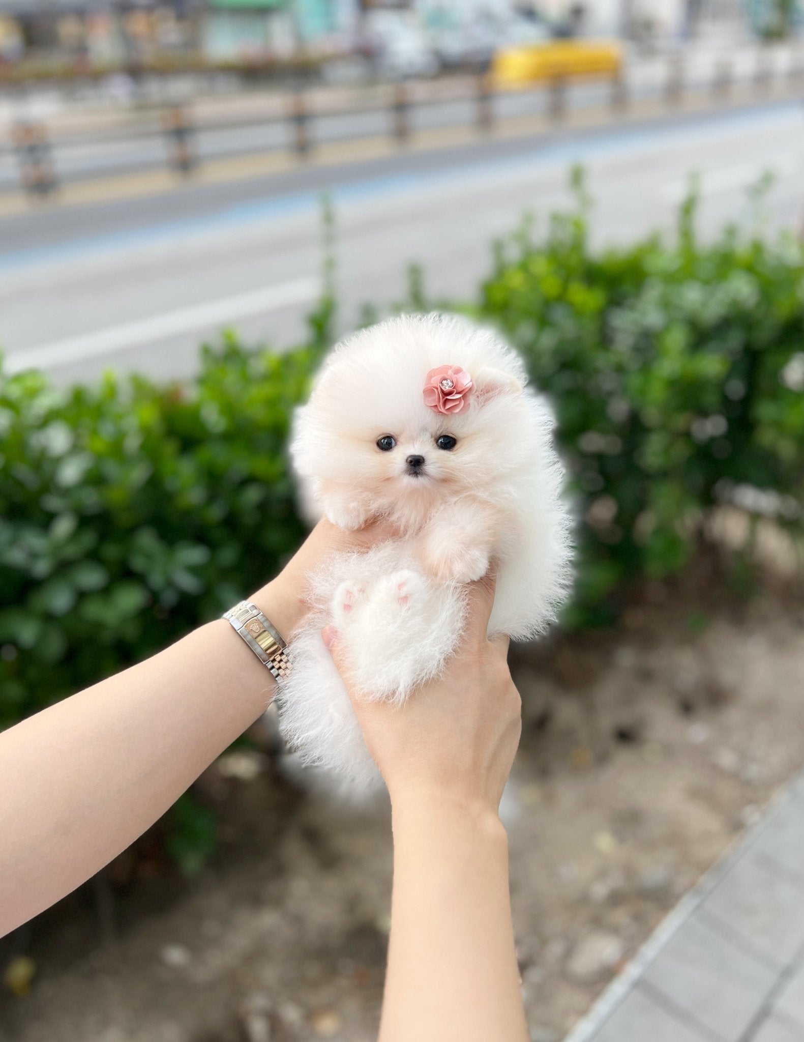 Pomeranian - Hanna - Beautiful puppy teacup puppy with adorable features available for adoption from Velydog