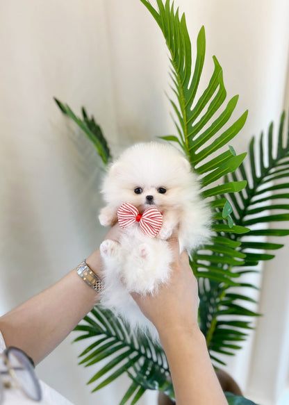 Pomeranian - Hanna - Beautiful puppy teacup puppy with adorable features available for adoption from Velydog