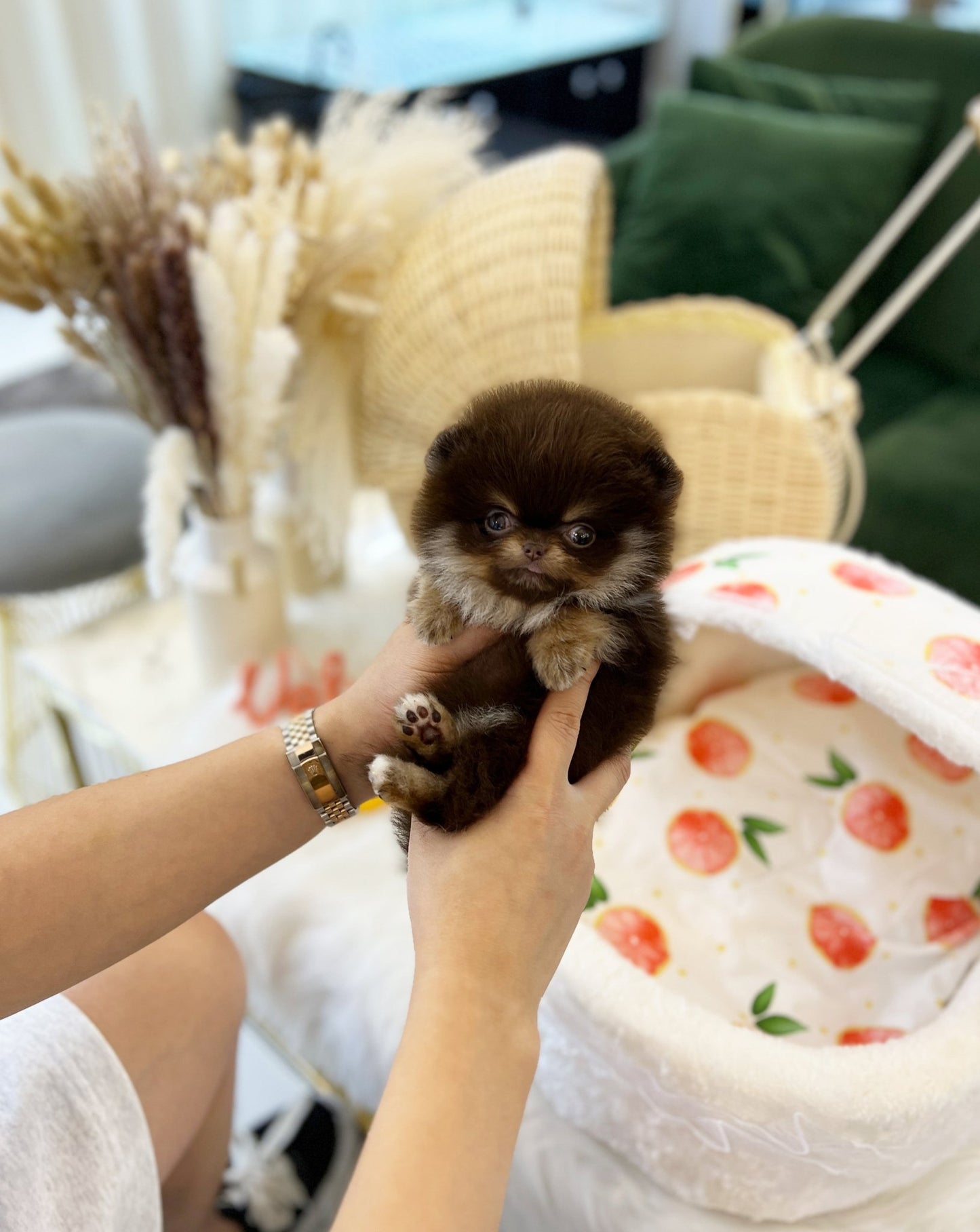 Pomeranian - Hershey(Female) - Beautiful puppy teacup puppy with adorable features available for adoption from Velydog