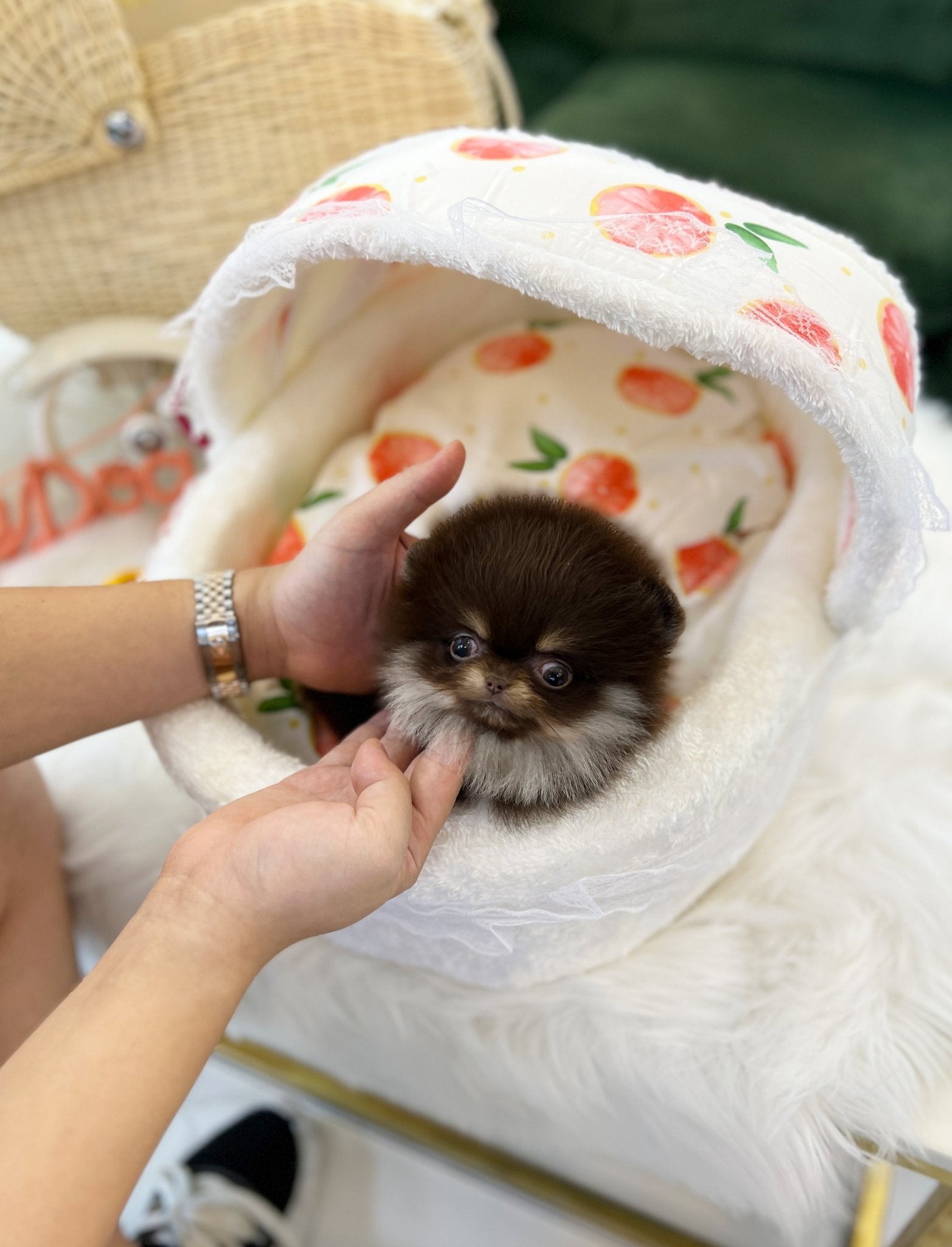 Pomeranian - Hershey(Female) - Beautiful puppy teacup puppy with adorable features available for adoption from Velydog