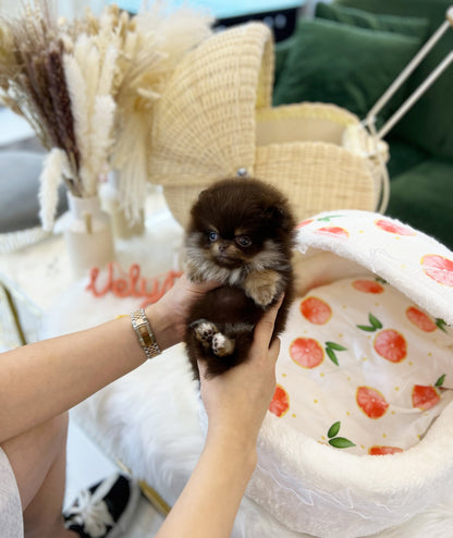 Pomeranian - Hershey(Female) - Beautiful puppy teacup puppy with adorable features available for adoption from Velydog