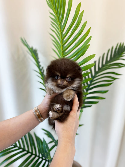 Pomeranian - Hershey(Female) - Beautiful puppy teacup puppy with adorable features available for adoption from Velydog