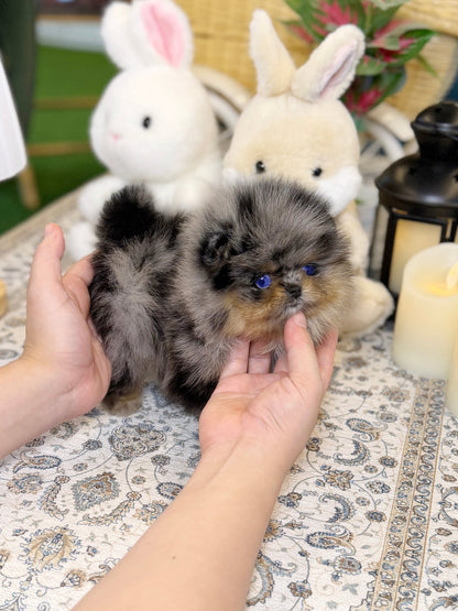 Pomeranian - Holly(Female) - Beautiful puppy teacup puppy with adorable features available for adoption from Velydog