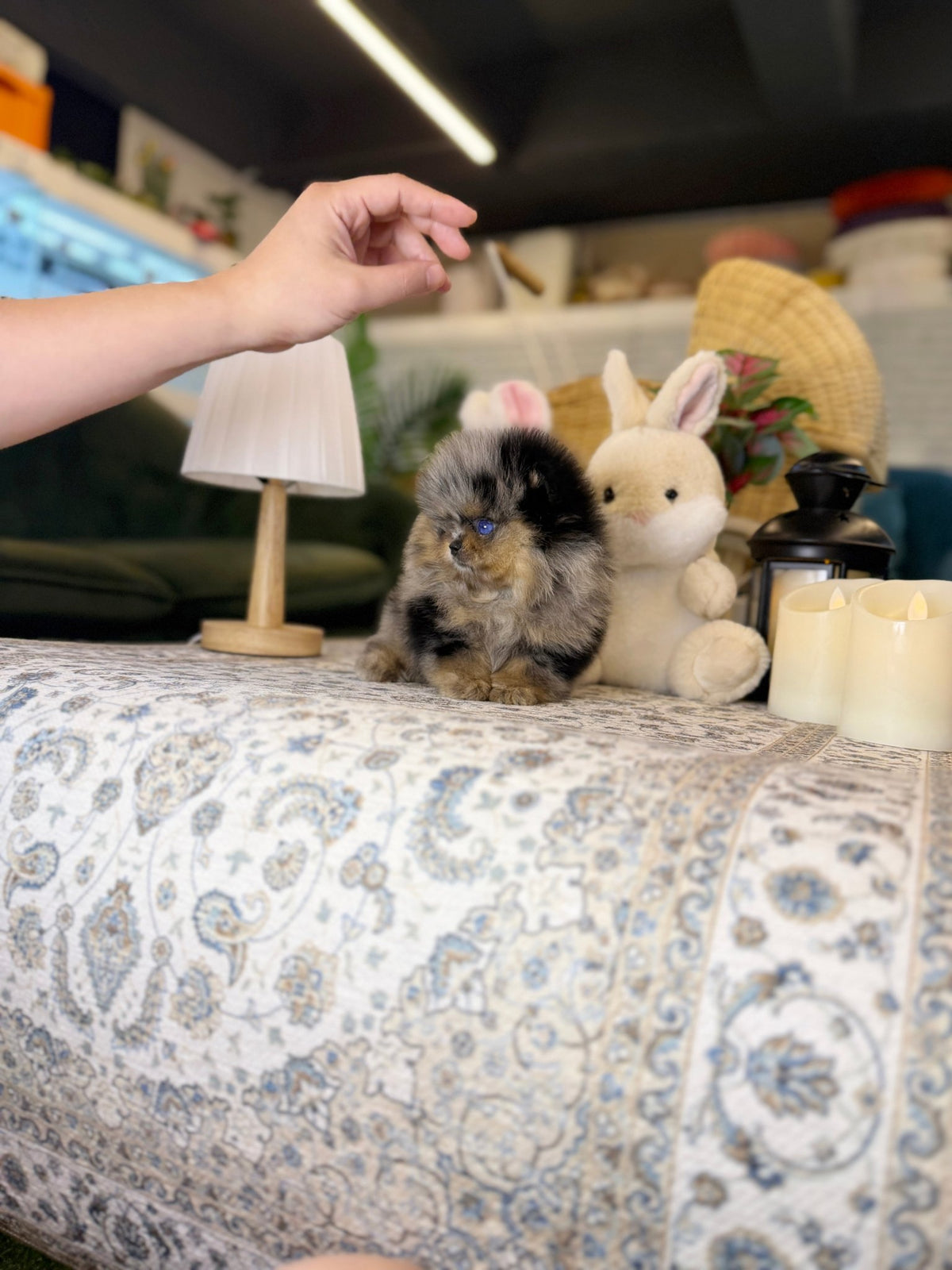 Pomeranian - Holly(Female) - Beautiful puppy teacup puppy with adorable features available for adoption from Velydog