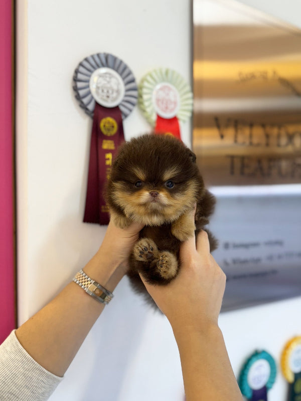Pomeranian - Honey(Male) - Beautiful puppy teacup puppy with adorable features available for adoption from Velydog