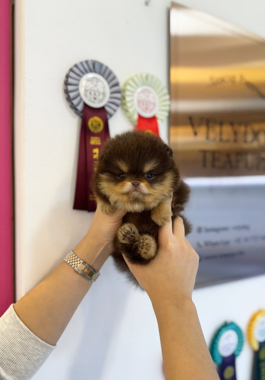 Pomeranian - Honey(Male) - Beautiful puppy teacup puppy with adorable features available for adoption from Velydog