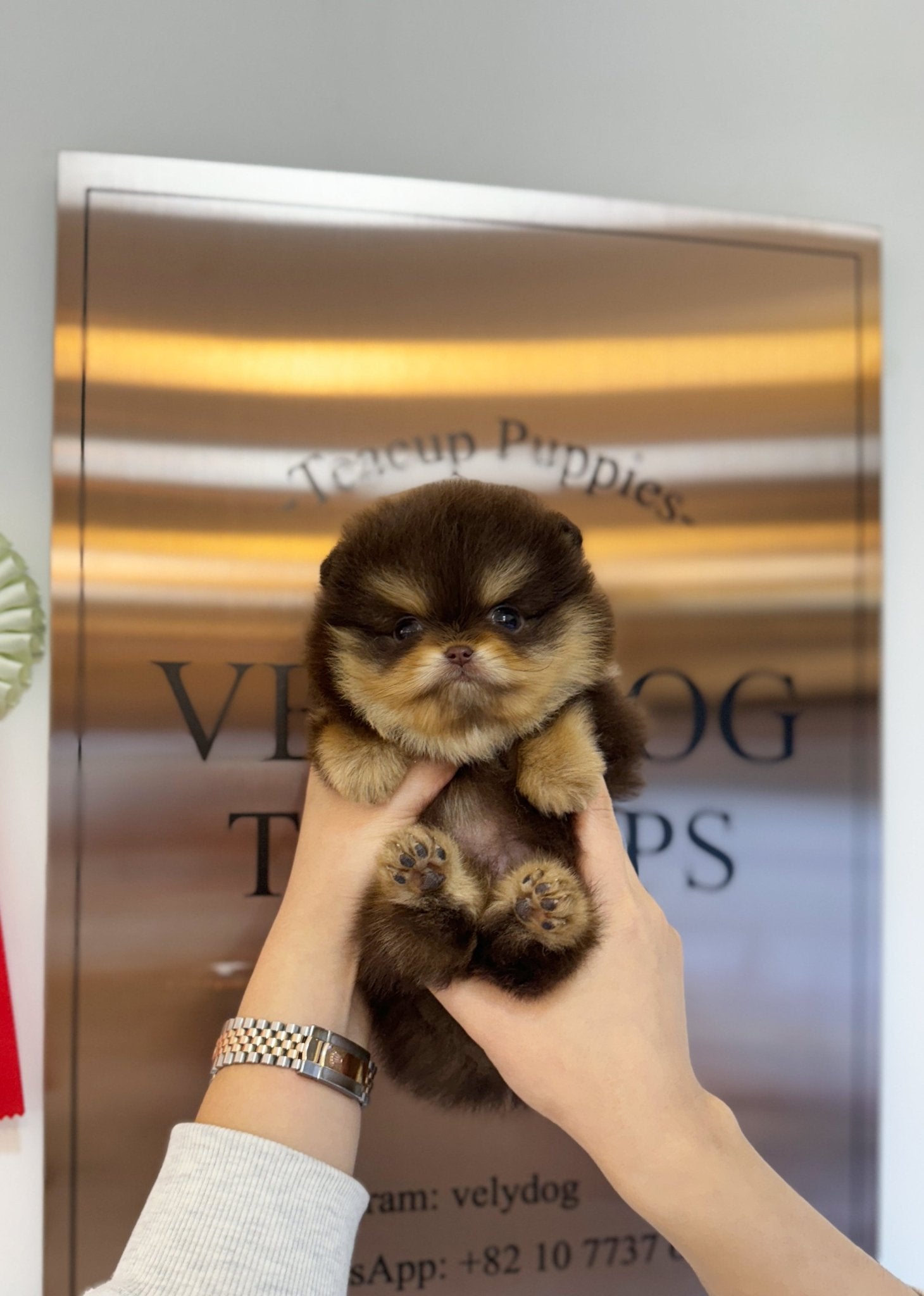 Pomeranian - Honey(Male) - Beautiful puppy teacup puppy with adorable features available for adoption from Velydog