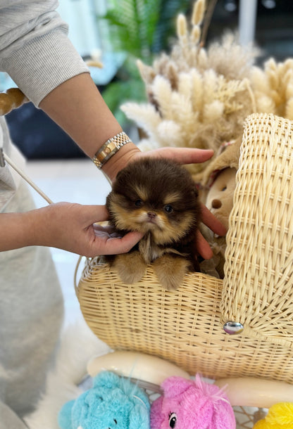 Pomeranian - Honey(Male) - Beautiful puppy teacup puppy with adorable features available for adoption from Velydog