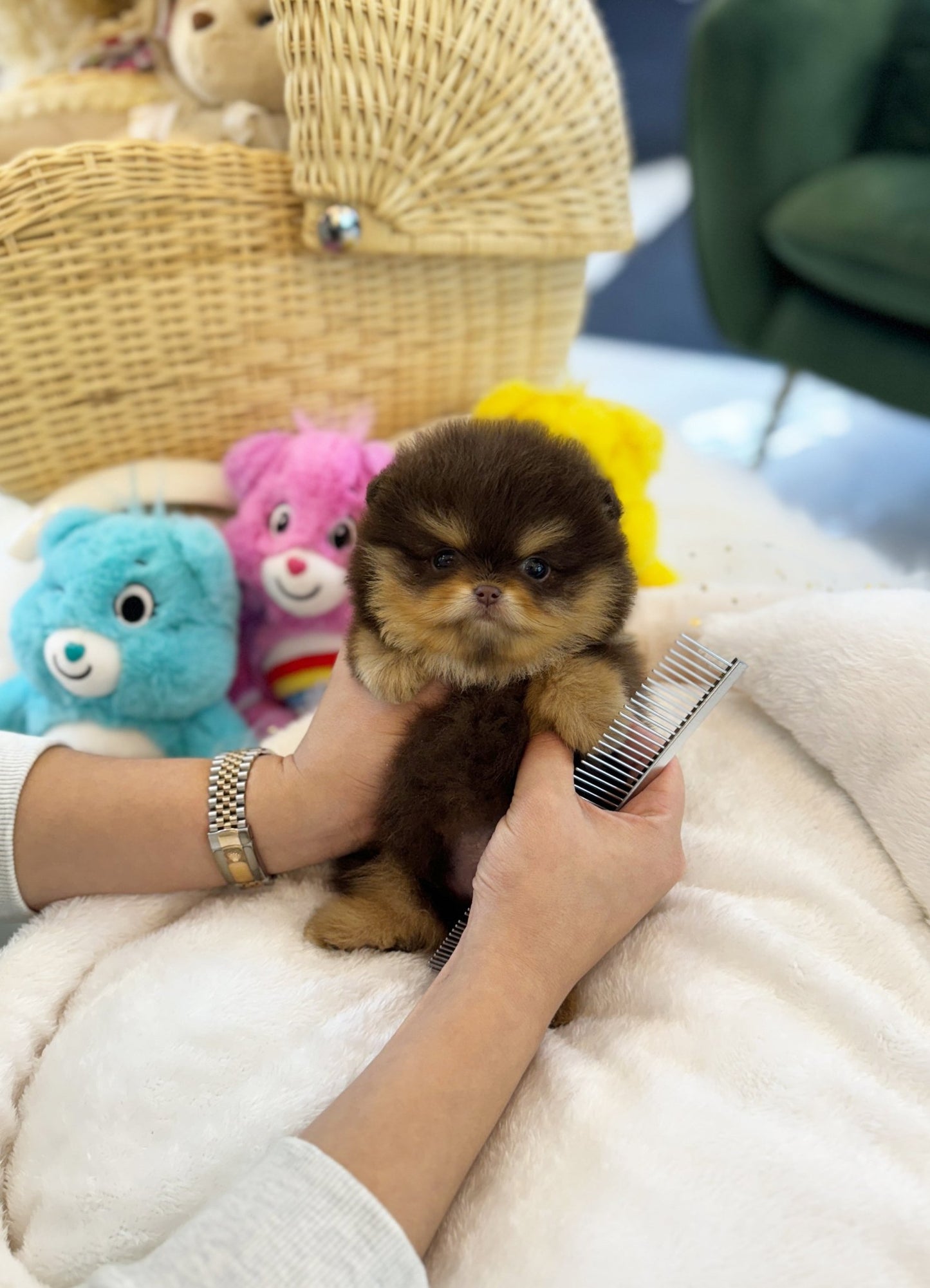 Pomeranian - Honey(Male) - Beautiful puppy teacup puppy with adorable features available for adoption from Velydog