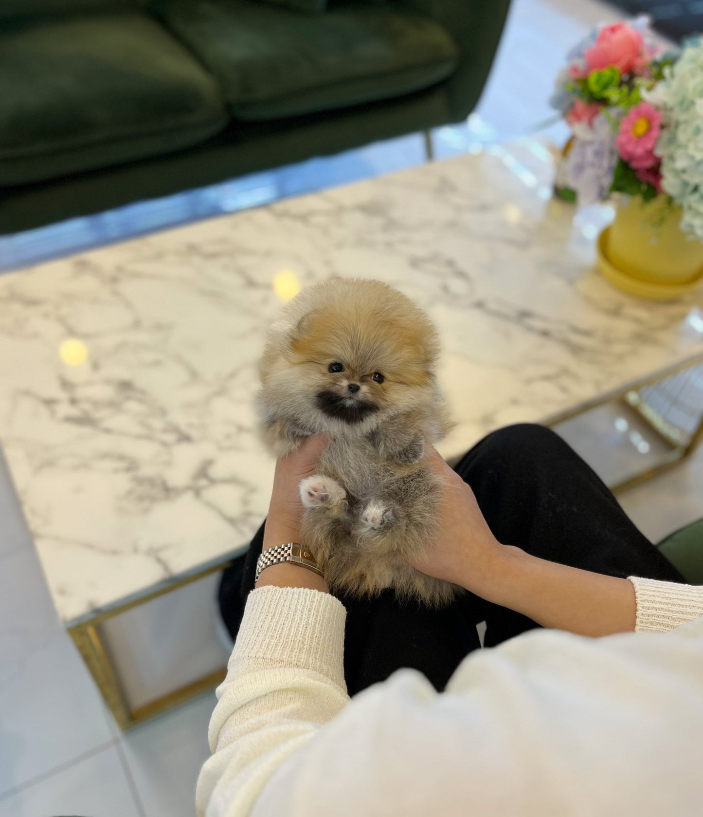 Pomeranian - Hyori - Beautiful puppy teacup puppy with adorable features available for adoption from Velydog