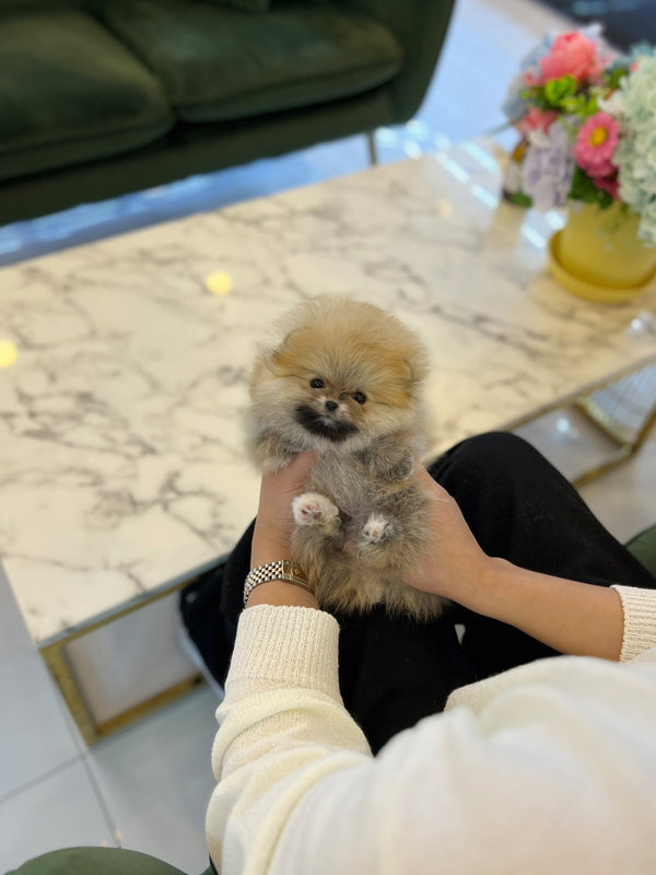 Pomeranian - Hyori - Beautiful puppy teacup puppy with adorable features available for adoption from Velydog