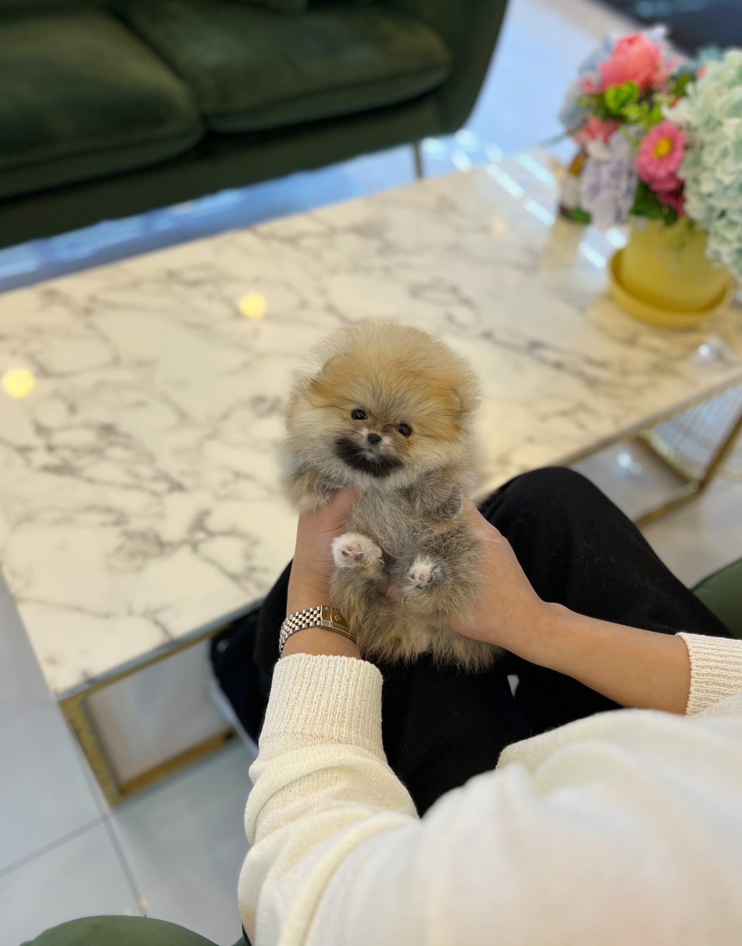 Pomeranian - Hyori - Beautiful puppy teacup puppy with adorable features available for adoption from Velydog