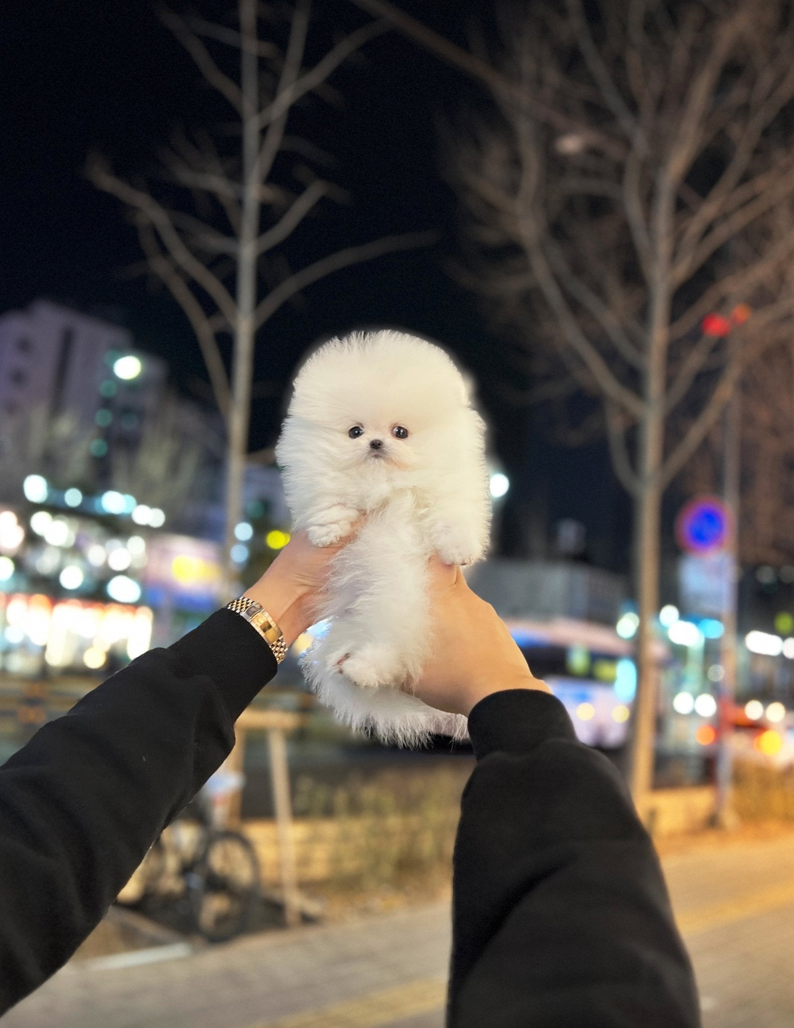 Pomeranian - Ian - Beautiful puppy teacup puppy with adorable features available for adoption from Velydog