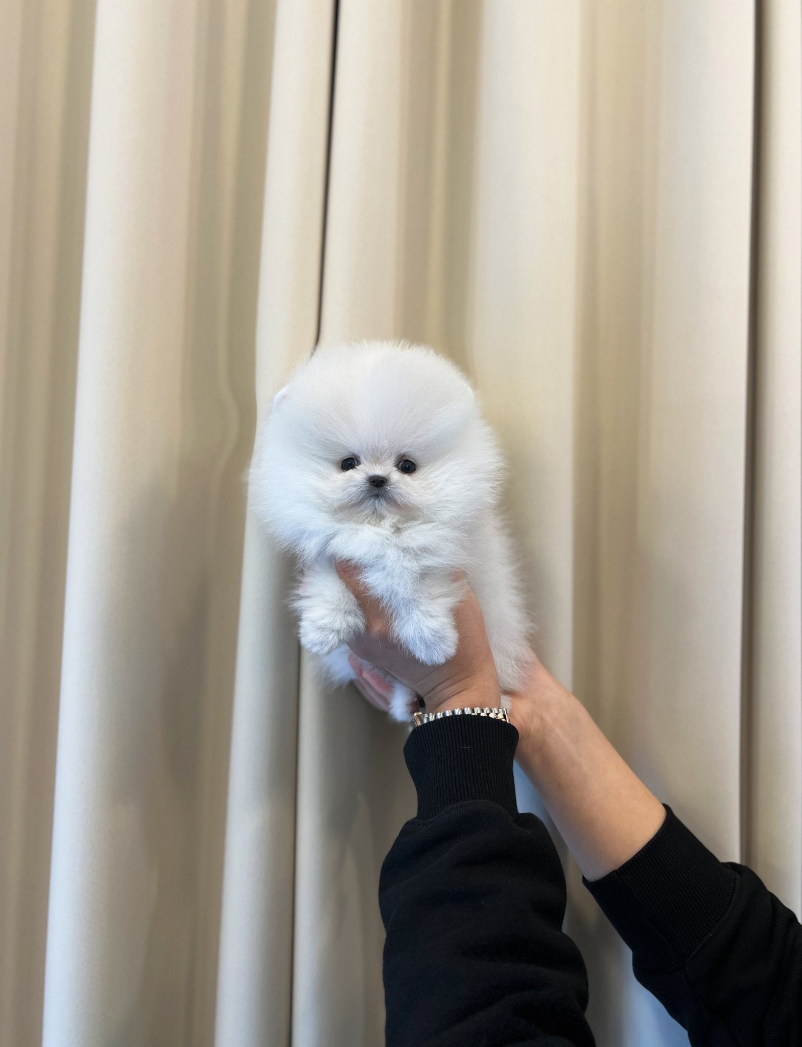 Pomeranian - Ian - Beautiful puppy teacup puppy with adorable features available for adoption from Velydog