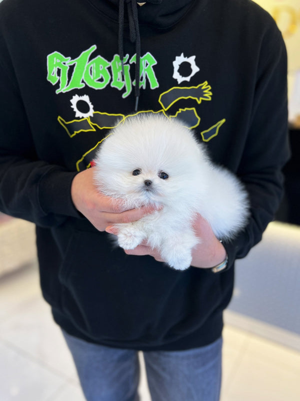 Pomeranian - Ian - Beautiful puppy teacup puppy with adorable features available for adoption from Velydog