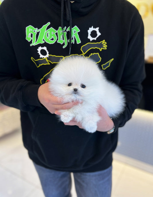 Pomeranian - Ian - Beautiful puppy teacup puppy with adorable features available for adoption from Velydog