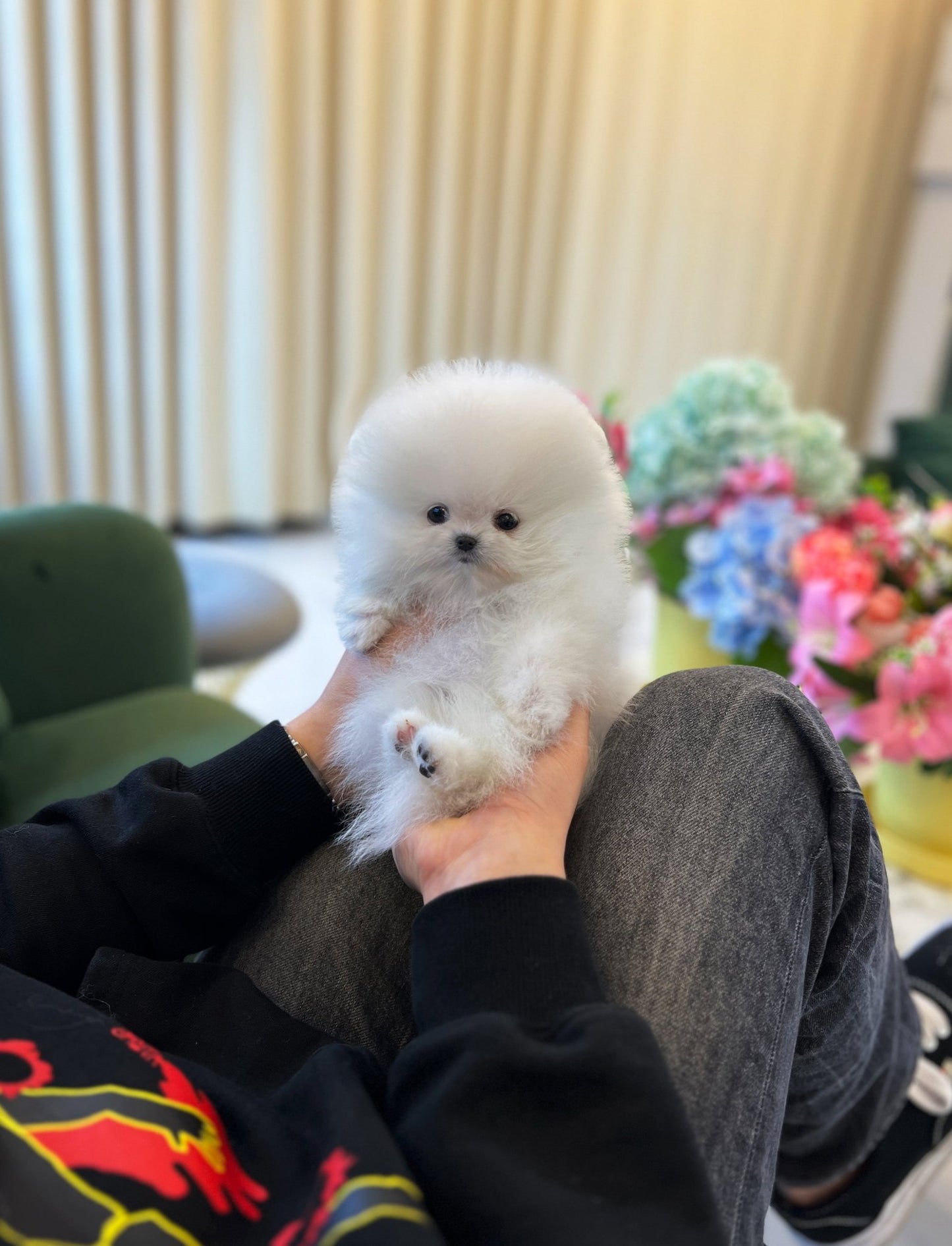 Pomeranian - Ian - Beautiful puppy teacup puppy with adorable features available for adoption from Velydog