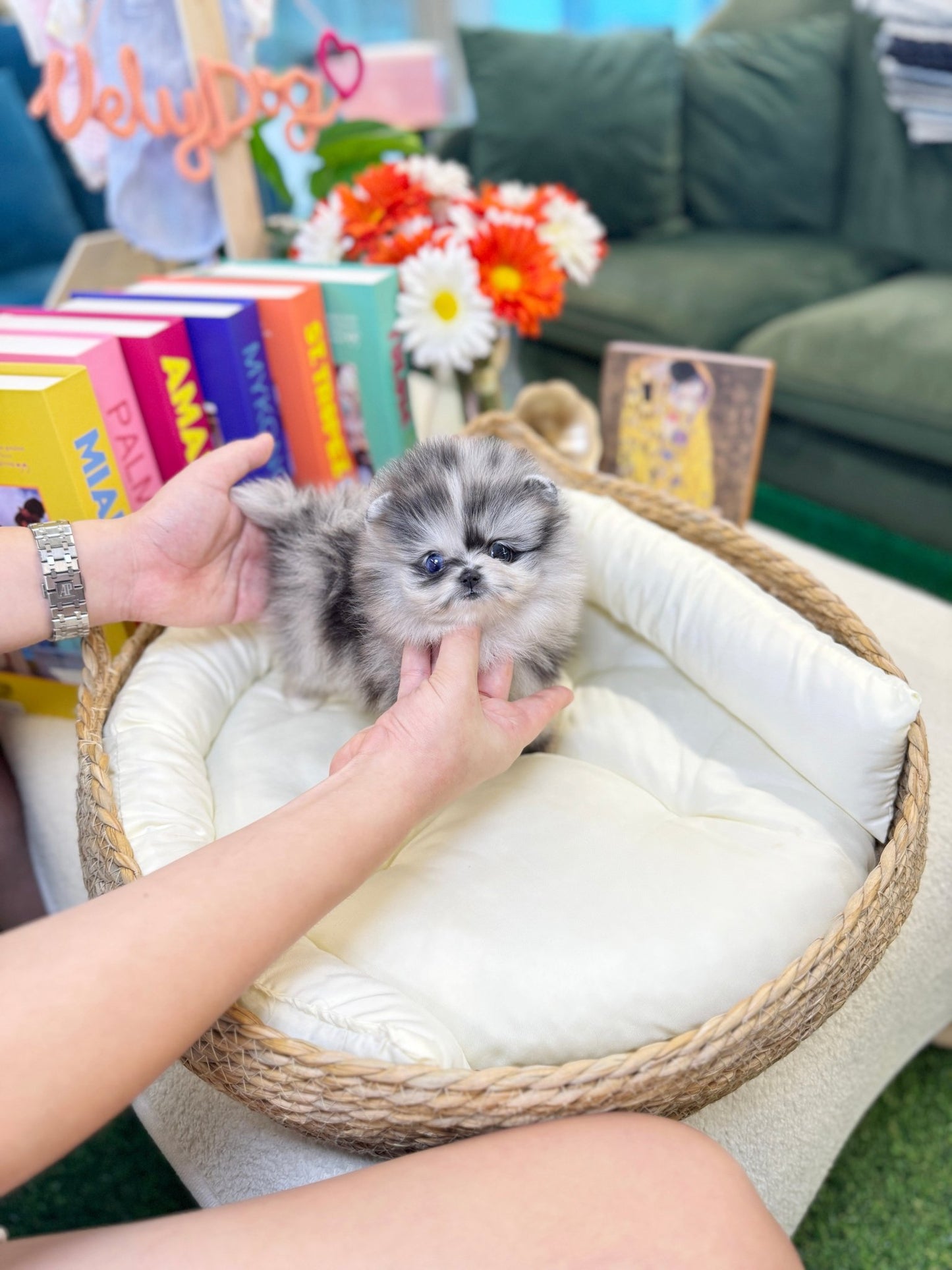 Pomeranian - Isla(Female) - Beautiful puppy teacup puppy with adorable features available for adoption from Velydog