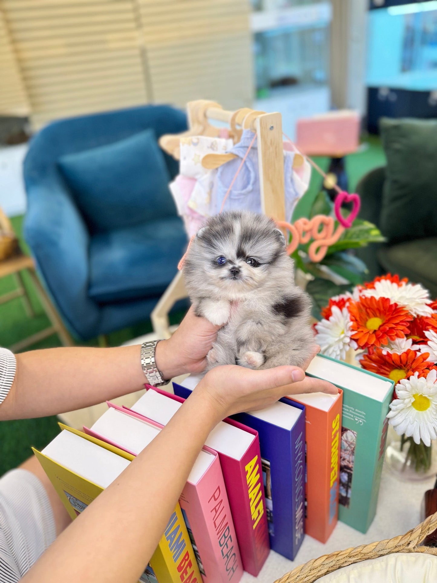 Pomeranian - Isla(Female) - Beautiful puppy teacup puppy with adorable features available for adoption from Velydog