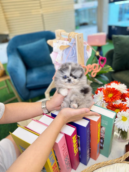 Pomeranian - Isla(Female) - Beautiful puppy teacup puppy with adorable features available for adoption from Velydog