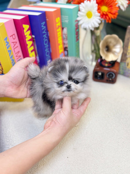 Pomeranian - Isla(Female) - Beautiful puppy teacup puppy with adorable features available for adoption from Velydog