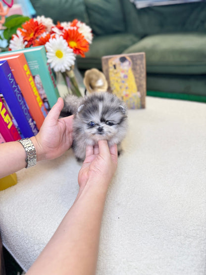 Pomeranian - Isla(Female) - Beautiful puppy teacup puppy with adorable features available for adoption from Velydog