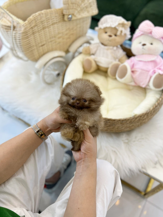 Pomeranian - Ivy(Female) - Beautiful puppy teacup puppy with adorable features available for adoption from Velydog