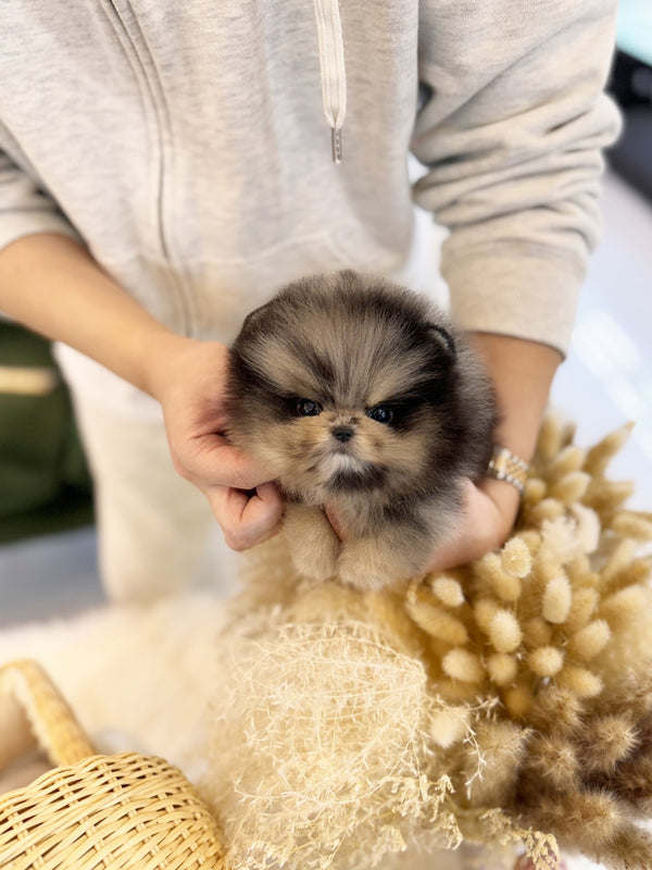 Pomeranian - Jade(Male) - Beautiful puppy teacup puppy with adorable features available for adoption from Velydog