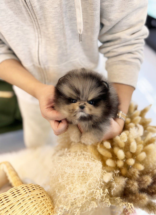 Pomeranian - Jade(Male) - Beautiful puppy teacup puppy with adorable features available for adoption from Velydog