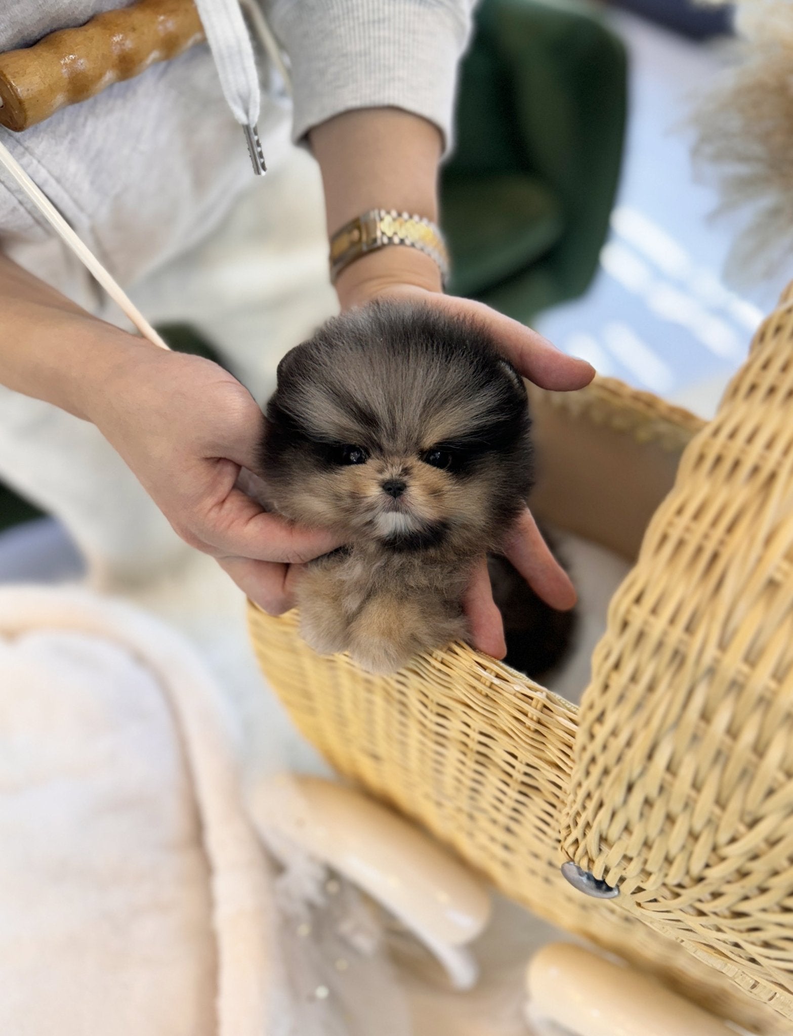 Pomeranian - Jade(Male) - Beautiful puppy teacup puppy with adorable features available for adoption from Velydog