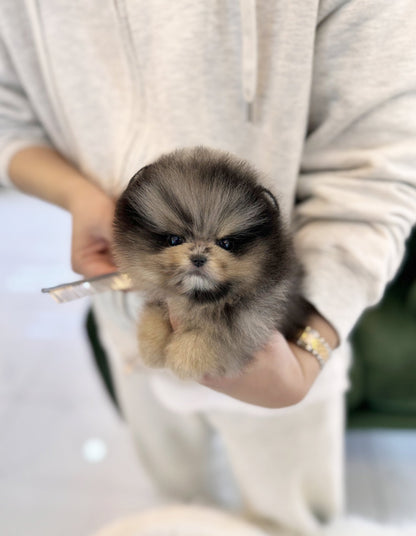 Pomeranian - Jade(Male) - Beautiful puppy teacup puppy with adorable features available for adoption from Velydog