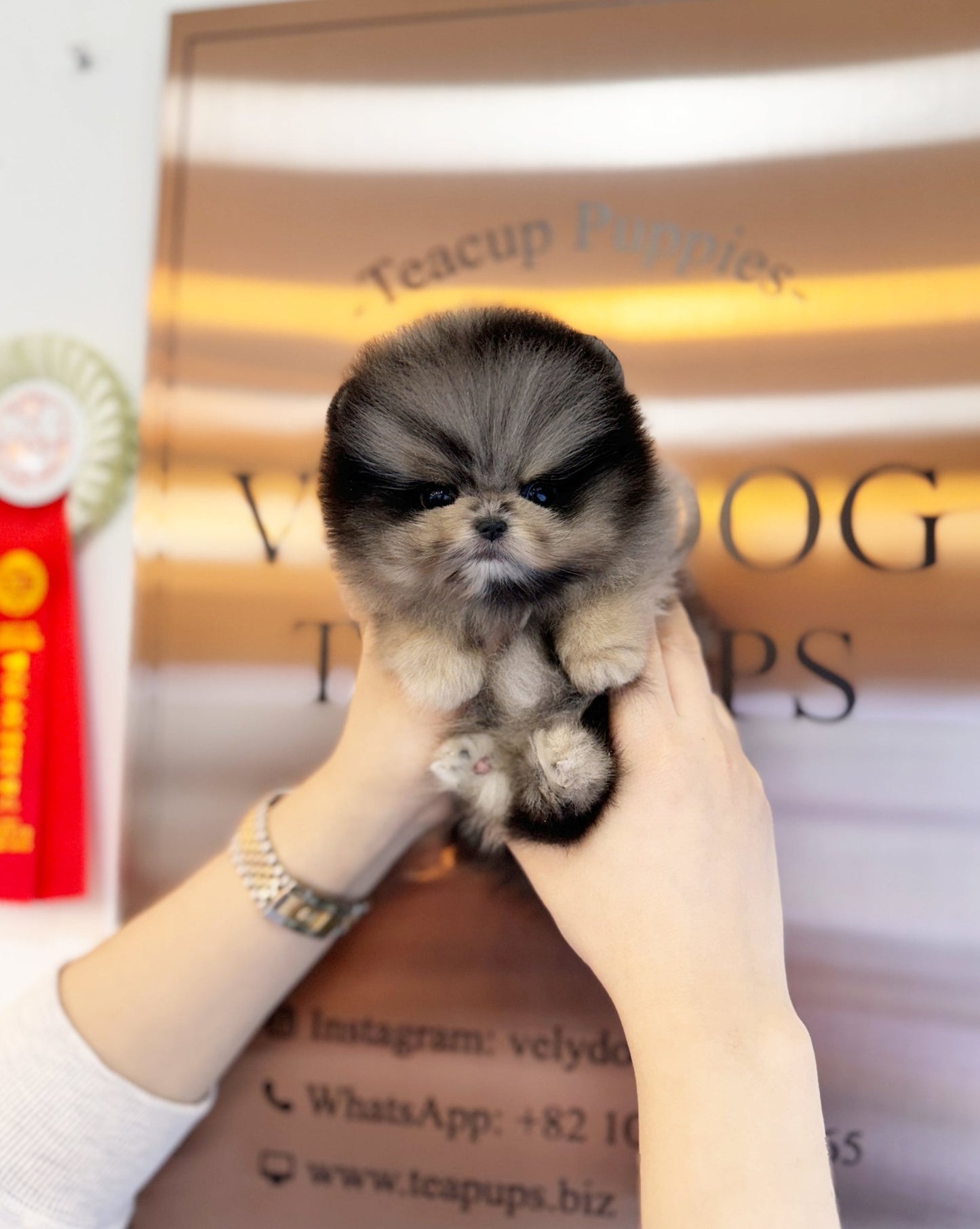 Pomeranian - Jade(Male) - Beautiful puppy teacup puppy with adorable features available for adoption from Velydog