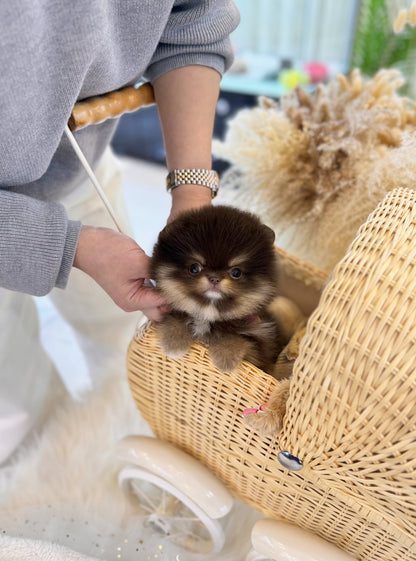 Pomeranian - Janifer(Female) - Beautiful puppy teacup puppy with adorable features available for adoption from Velydog