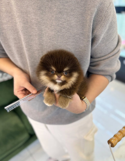 Pomeranian - Janifer(Female) - Beautiful puppy teacup puppy with adorable features available for adoption from Velydog