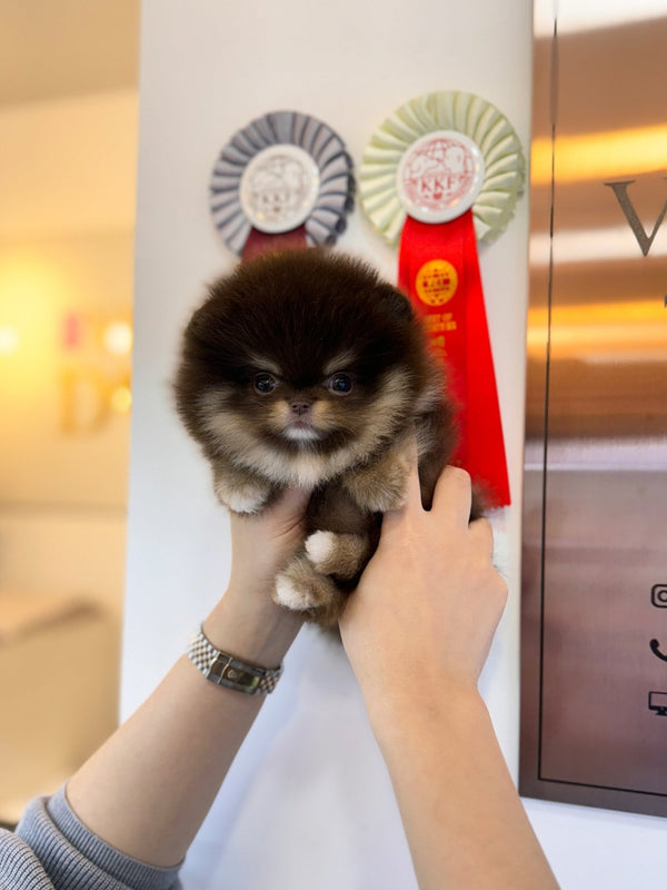 Pomeranian - Janifer(Female) - Beautiful puppy teacup puppy with adorable features available for adoption from Velydog