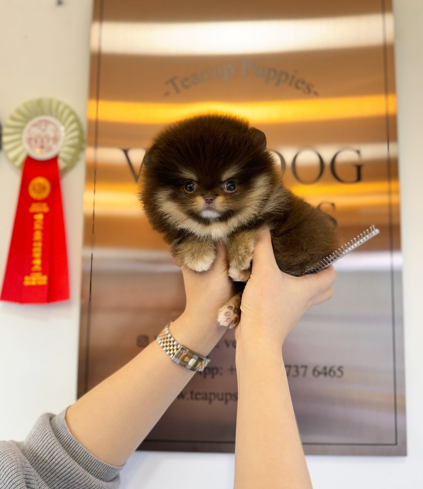 Pomeranian - Janifer(Female) - Beautiful puppy teacup puppy with adorable features available for adoption from Velydog