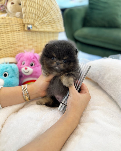 Pomeranian - Juicy(Male) - Beautiful puppy teacup puppy with adorable features available for adoption from Velydog