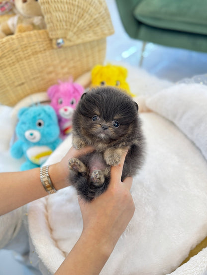 Pomeranian - Juicy(Male) - Beautiful puppy teacup puppy with adorable features available for adoption from Velydog