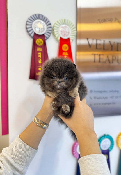 Pomeranian - Juicy(Male) - Beautiful puppy teacup puppy with adorable features available for adoption from Velydog