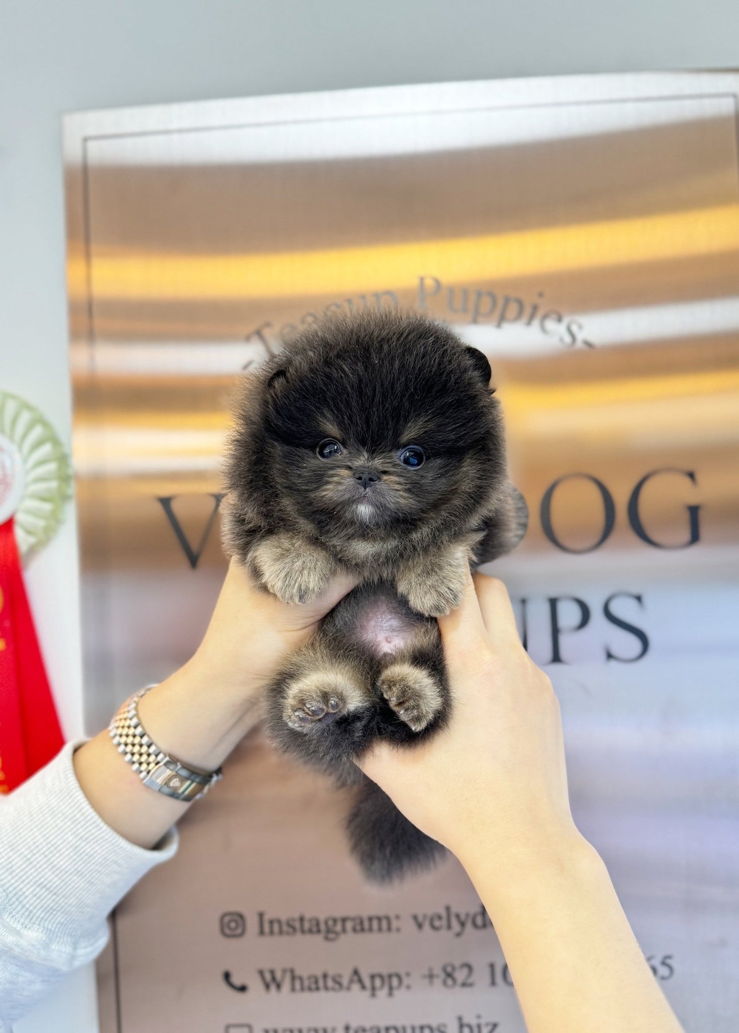 Pomeranian - Juicy(Male) - Beautiful puppy teacup puppy with adorable features available for adoption from Velydog