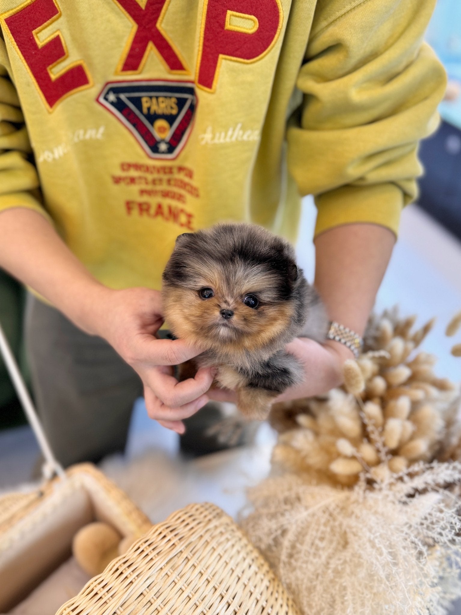 Pomeranian - Julian(Female) - Beautiful puppy teacup puppy with adorable features available for adoption from Velydog